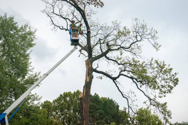 Fruitland Park, FL Tree Removal Services Company